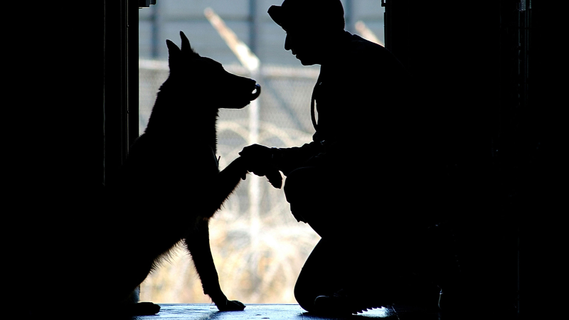 Illustration for article titled 26 Awesome Photos of War Dogs Showing How Badass and Cute They Can Be